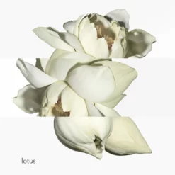 Hermès Un Jardin Sur Le Nil 11 Hermès Un Jardin Sur Le Nil -France Cadeau Soldes 2024 115131 hermes un jardin sur le nil eau de toilette vaporisateur 50 ml autre4 1000x1000 1