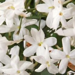 Michael Kors Sexy Amber 8 Michael Kors Sexy Amber -France Cadeau Soldes 2024 199615 michael kors sexy amber eau de parfum autre3 1000x1000 1