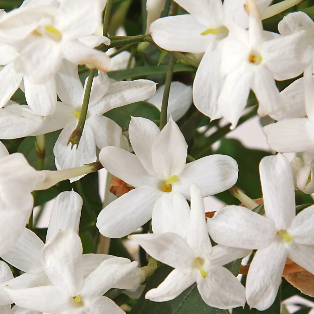 Michael Kors Sexy Amber 4 Michael Kors Sexy Amber – Image 4