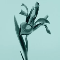 Tiffany & Co. EAU DE PARFUM TIFFANY INTENSE 6 Tiffany & Co. EAU DE PARFUM TIFFANY INTENSE -France Cadeau Soldes 2024 229015 tiffany co eau de parfum tiffany intense eau de parfum 30 ml autre2 1000x1000 1