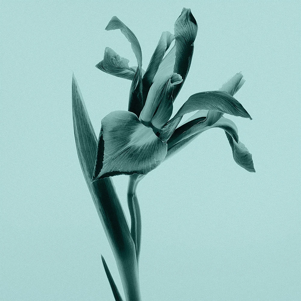 Tiffany & Co. EAU DE PARFUM TIFFANY INTENSE 3 Tiffany & Co. EAU DE PARFUM TIFFANY INTENSE – Image 3