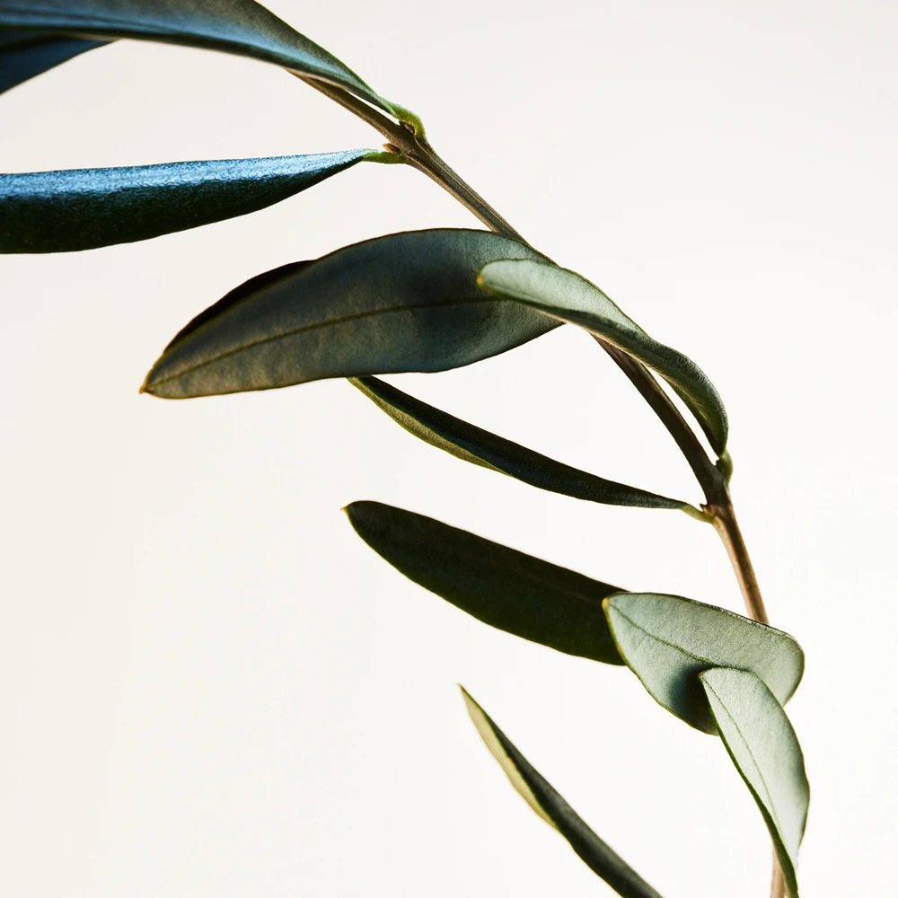 Bottega Veneta Parco Palladiano X - Olivo 4 Bottega Veneta Parco Palladiano X - Olivo – Image 4