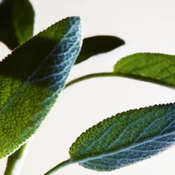 Bottega Veneta Parco Palladiano XV - Salvia Blu -France Cadeau Soldes 2024 242401 bottega veneta parco palladiano xv salvia blu eau de parfum vaporisateur 100 ml autre3 1000x1000 1