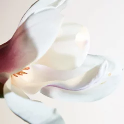 Bottega Veneta Parco Palladiano I - Magnolia 7 Bottega Veneta Parco Palladiano I - Magnolia -France Cadeau Soldes 2024 242405 bottega veneta parco palladiano i magnolia eau de parfum vaporisateur 100 ml autre3 1000x1000 1