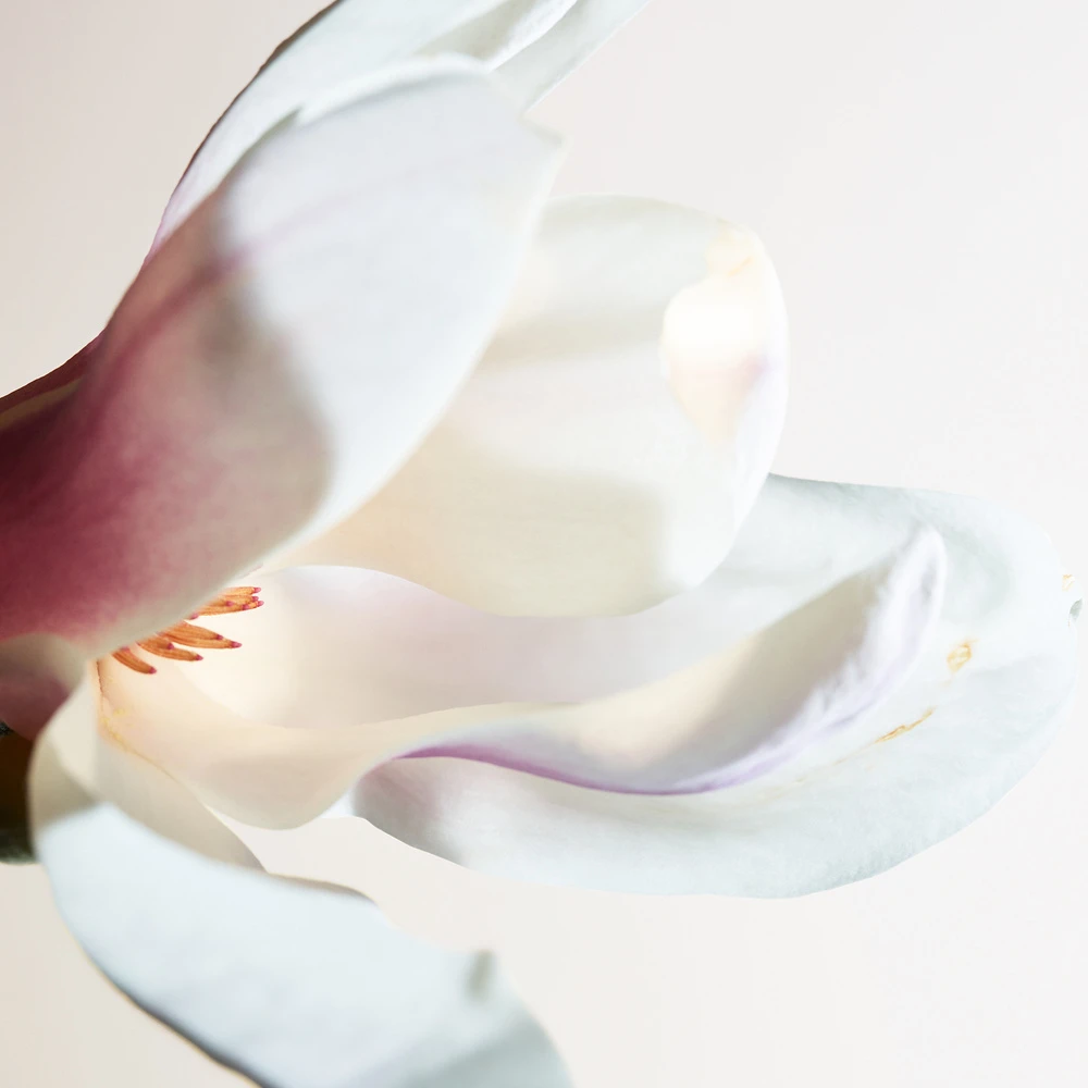 Bottega Veneta Parco Palladiano I - Magnolia 4 Bottega Veneta Parco Palladiano I - Magnolia – Image 4