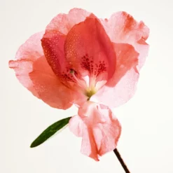 Bottega Veneta Parco Palladiano IV - Azalea 7 Bottega Veneta Parco Palladiano IV - Azalea -France Cadeau Soldes 2024 242408 bottega veneta parco palladiano iv azalea eau de parfum vaporisateur 100 ml autre3 1000x1000 1