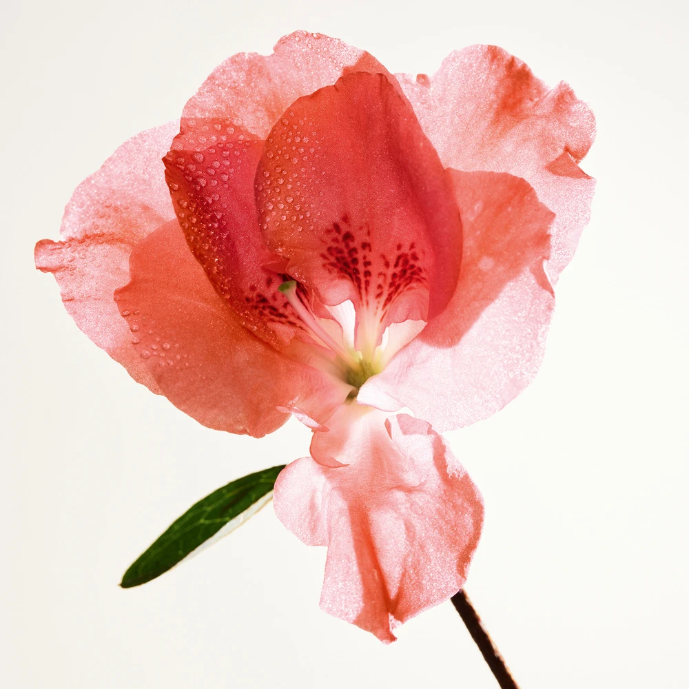 Bottega Veneta Parco Palladiano IV - Azalea 4 Bottega Veneta Parco Palladiano IV - Azalea – Image 4