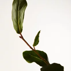 Bottega Veneta Parco Palladiano V - Lauro 7 Bottega Veneta Parco Palladiano V - Lauro -France Cadeau Soldes 2024 242409 bottega veneta parco palladiano v lauro eau de parfum vaporisateur 100 ml autre3 1000x1000 1