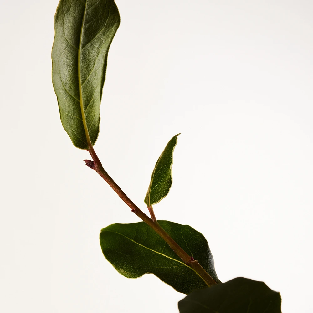 Bottega Veneta Parco Palladiano V - Lauro 4 Bottega Veneta Parco Palladiano V - Lauro – Image 4