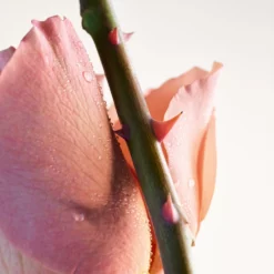 Bottega Veneta Parco Palladiano VI - Rosa 7 Bottega Veneta Parco Palladiano VI - Rosa -France Cadeau Soldes 2024 242410 bottega veneta parco palladiano vi rosa eau de parfum vaporisateur 100 ml autre3 1000x1000 1