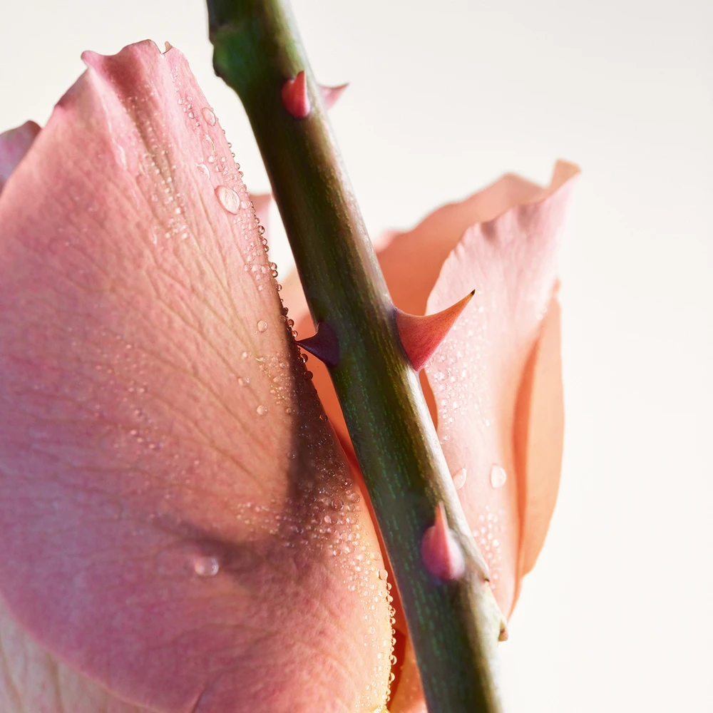 Bottega Veneta Parco Palladiano VI - Rosa 4 Bottega Veneta Parco Palladiano VI - Rosa – Image 4