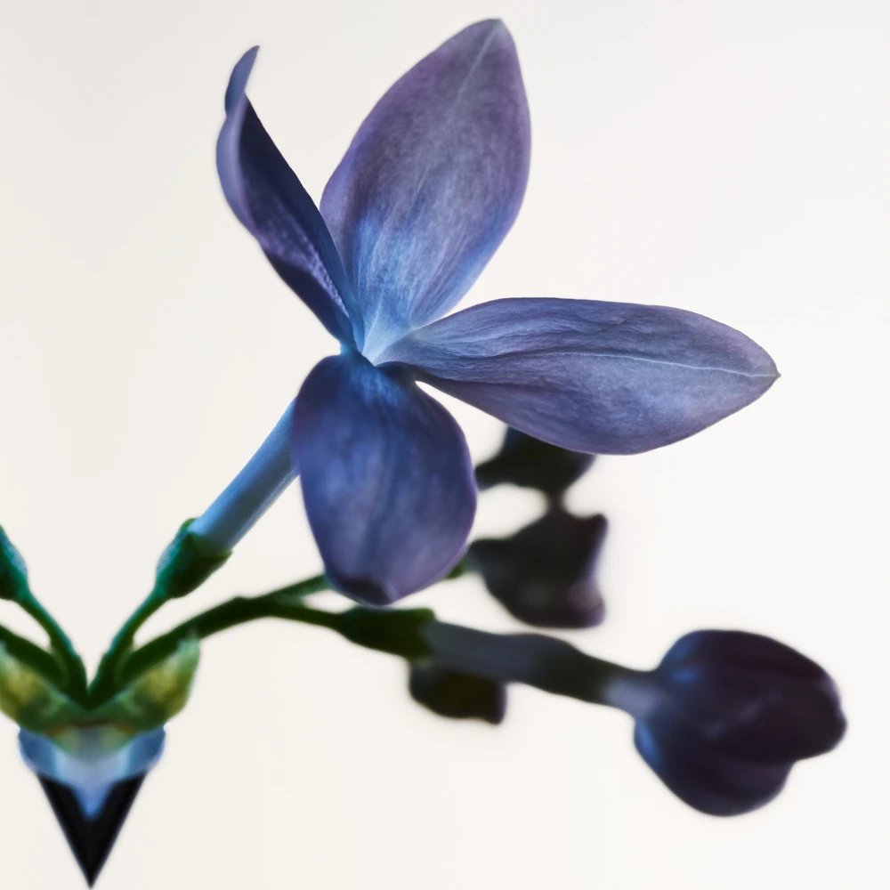 Bottega Veneta Parco Palladiano VII - Lillà 4 Bottega Veneta Parco Palladiano VII - Lillà – Image 4