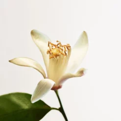 Bottega Veneta Parco Palladiano VIII - Neroli 7 Bottega Veneta Parco Palladiano VIII - Neroli -France Cadeau Soldes 2024 242412 bottega veneta parco palladiano viii neroli eau de parfum vaporisateur 100 ml autre3 1000x1000 1