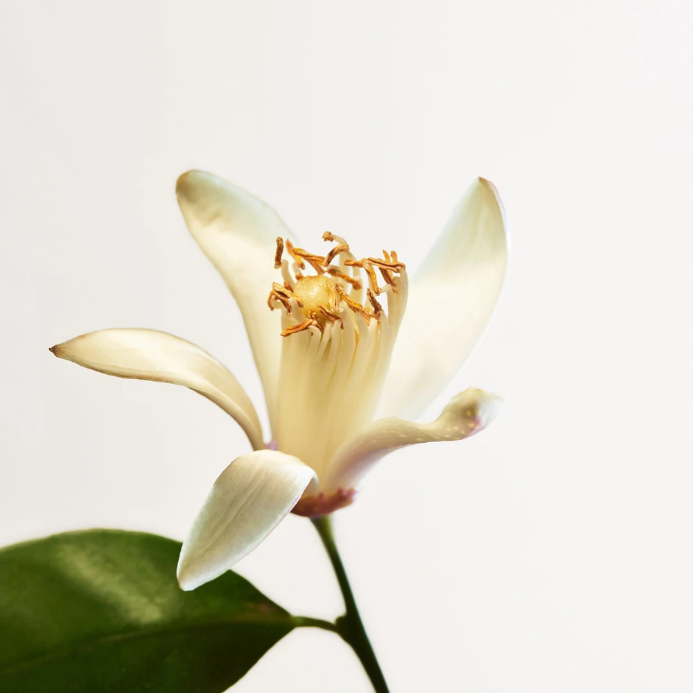 Bottega Veneta Parco Palladiano VIII - Neroli 4 Bottega Veneta Parco Palladiano VIII - Neroli – Image 4