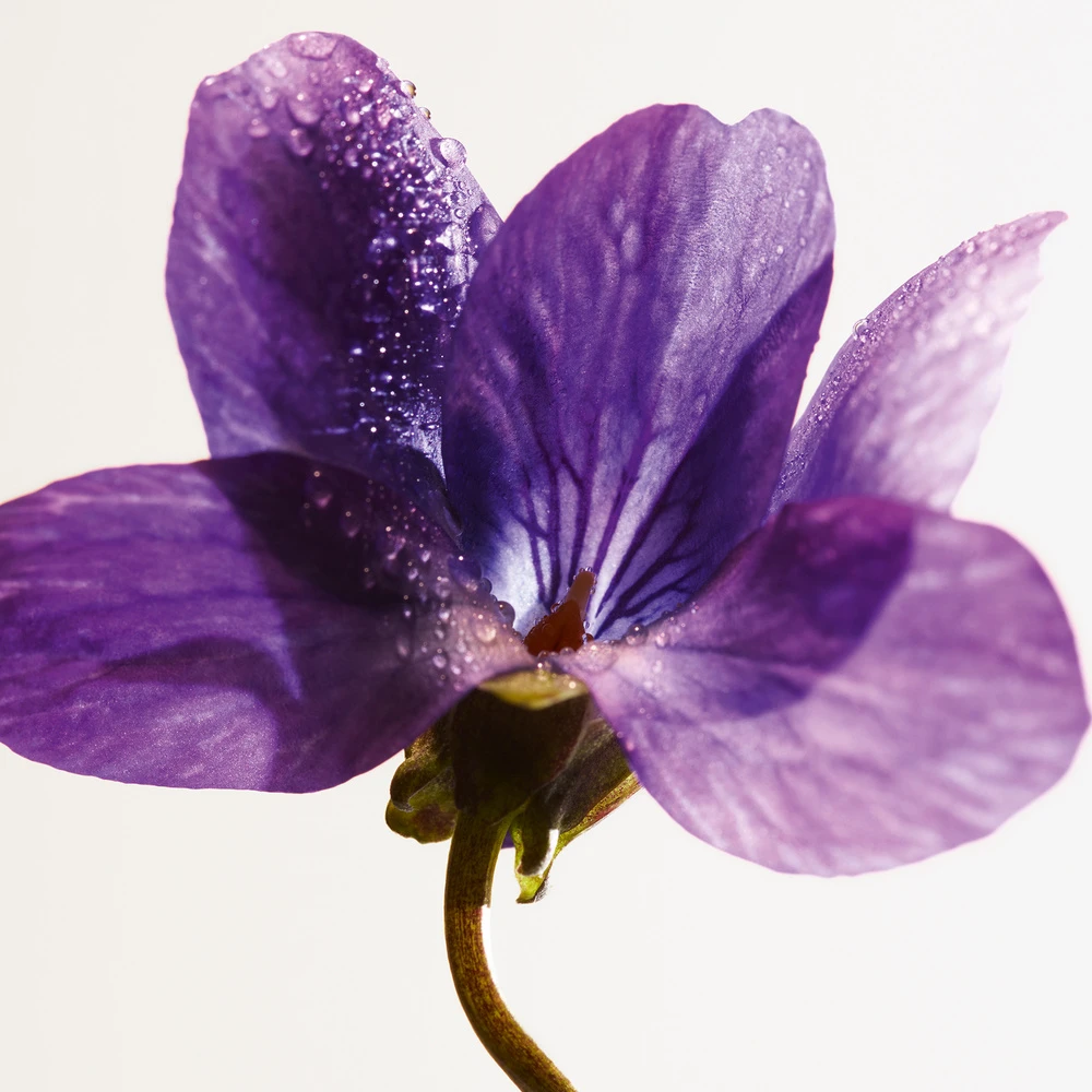 Bottega Veneta Parco Palladiano IX - Violetta 4 Bottega Veneta Parco Palladiano IX - Violetta – Image 4