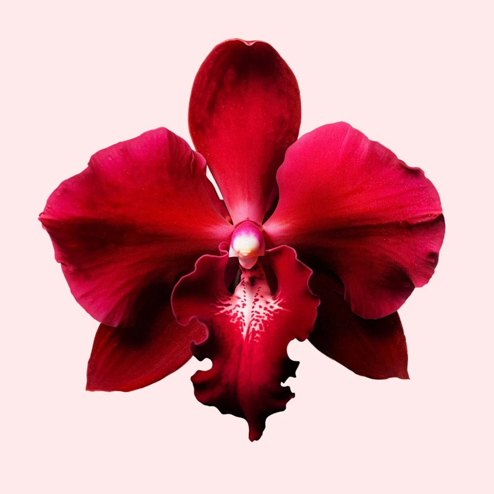 Viktor&Rolf Flowerbomb Ruby Orchid 5 Viktor&Rolf Flowerbomb Ruby Orchid – Image 5