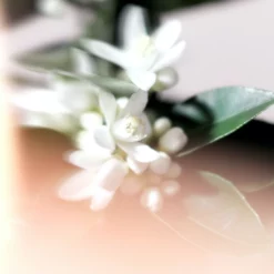 NEROLI RIVIERA (Mandarine Fleur) -France Cadeau Soldes 2024 291024 alex simone neroli riviera mandarine fleur bouquet parfume 250 ml autre2 1000x1000 1