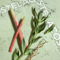 Lacoste Matchpoint Cologne -France Cadeau Soldes 2024 294277 lacoste matchpoint cologne eau de toilette vaporisateur 50 ml autre3 1000x1000 1