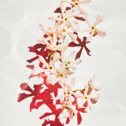 Hugo Boss Alive Parfum 11 Hugo Boss Alive Parfum -France Cadeau Soldes 2024 308310 hugo boss alive parfum eau de parfum vaporisateur 30 ml autre3 1000x1000 1