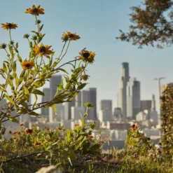 COACH GREEN -France Cadeau Soldes 2024 312878 coach coach green eau de toilette 40 ml autre3 1000x1000 1