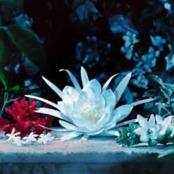 Gucci Bloom 9 Gucci Bloom -France Cadeau Soldes 2024 315068 gucci gucci bloom eau de parfum intense vaporisateur 30 ml autre3 1000x1000 1